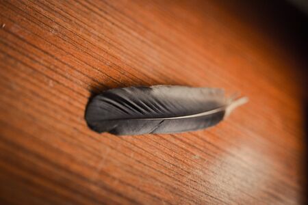 close up top of feather on wood table