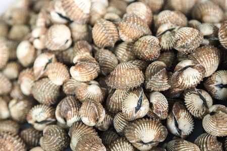 many Cockles shellfish put together show up on tray for sell