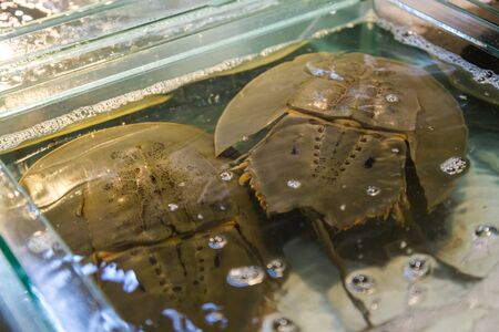 horseshoe crab still alive together in tank, for sell at marketの写真素材