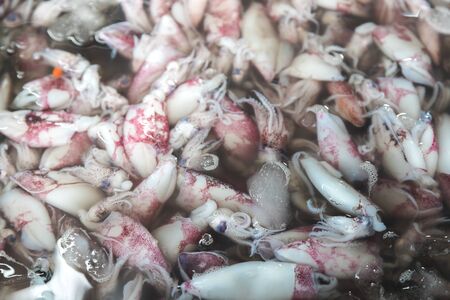 group of squid put in water with ice for sell at marketの写真素材