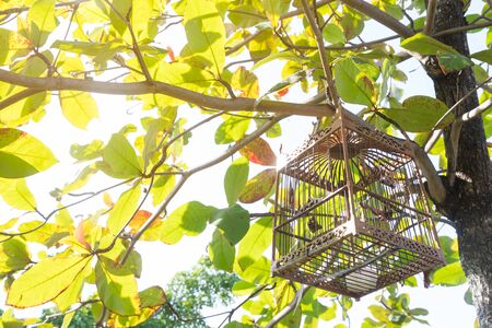 empty bird cage hang on the tree with sun shine on itの写真素材