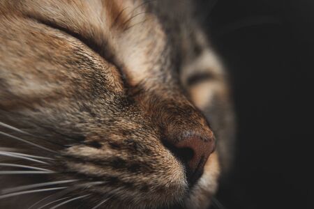 Macro closeup on cat face while sleeping from the side on black background, look cute when it close eyes, seem like smile, a bit soft blurの写真素材