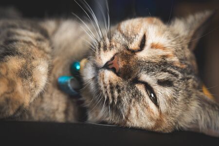 Closeup cat sleeping on pad of the chair, eyes nearly close, looking at camera