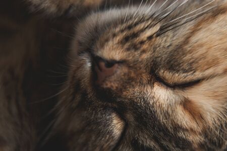 Macro closeup on cat face while sleep with turning face up, look cute when it close eyes, seem like...