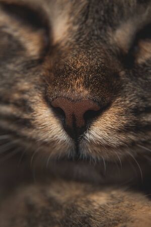 Macro zoom soft a bit blur on cat face at its nose and mouth while sleeping, for background of fur texture of cute animal - Vertical imageの写真素材
