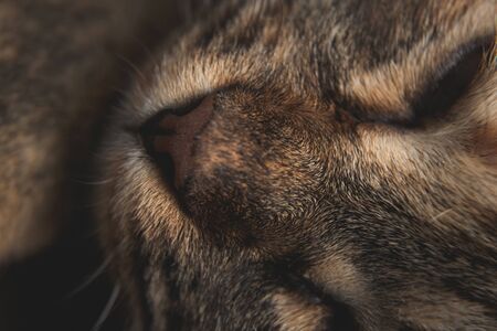 Macro zoom soft a bit blur on cat face while sleeping, for background of fur texture of cute animalの写真素材