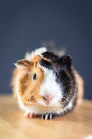 Guinea pig with 3 colors mix - face the camera and sit on a chair in studioの写真素材