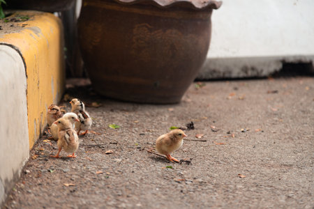 Group of little chick stay together near sidewalk.の写真素材
