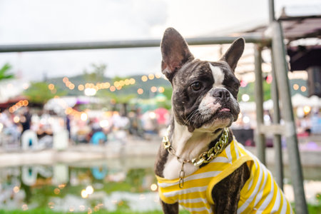bulldog and pitbull mixing dog wear yellow white shirt stand on the table in market looking forwardの写真素材