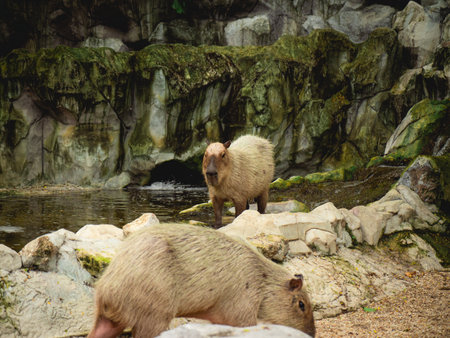 Two capybaras explore their rocky habitat near a serene water source. The tranquil scene highlights their gentle nature and natural environment.の写真素材