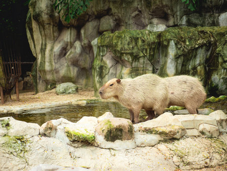 A capybara stands gracefully by a tranquil water source amidst rocky formations, offering a serene depiction of wildlife and the beauty of nature.の写真素材