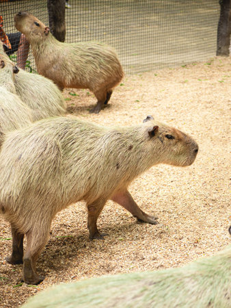A group of capybaras in their natural habitat, showcasing their unique features and social behavior....