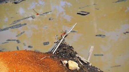 Butterflyの写真素材