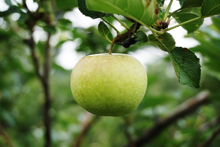 Green Appleの写真素材