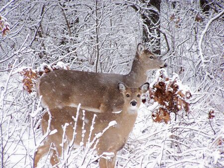 two of a kindの写真素材