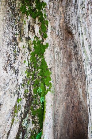 Wood textureの写真素材