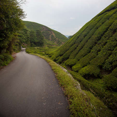 Track through a tea plantationの写真素材