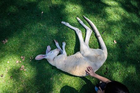 Kangaroo having a sleep in the grassの写真素材