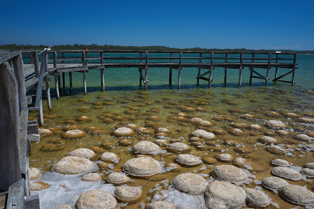 Living fossils, Thrombolites at Lake Clifton, Western Australiaの写真素材