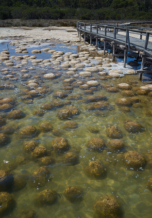 Living fossils, Thrombolites at Lake Clifton, Western Australiaの写真素材
