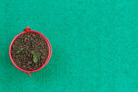 Young sprout grow in little red pail. Concept of agriculture,growthの写真素材