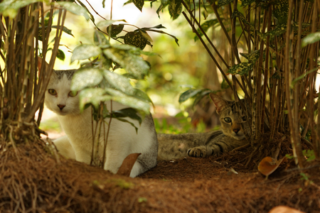Two cats resting under the shade of plantの写真素材