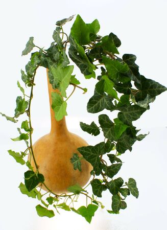 woodland ivy in old calabashの写真素材