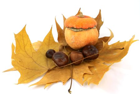autumn  leaf of maple with chestnut and pumpkinの写真素材