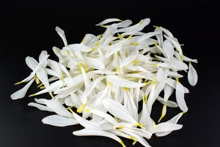 heap petal of chrysanthemum against black backgroundの写真素材