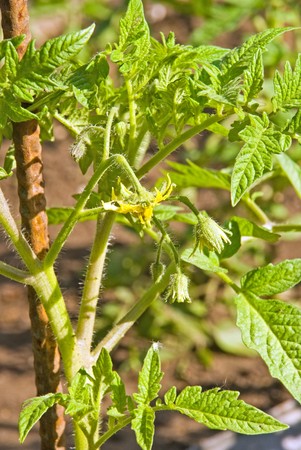 young tomato in blossom in gardenの写真素材