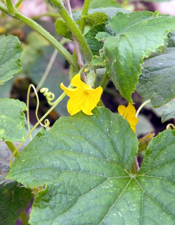 young cucumber in blossom in gardenの写真素材
