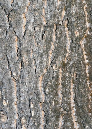 rind of tree as backgroundの写真素材