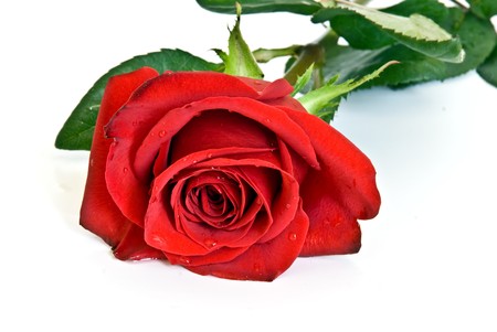 red rose against white backgroundの写真素材