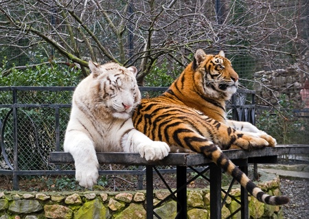 Siberian tigers in zoo. Crimeaの写真素材