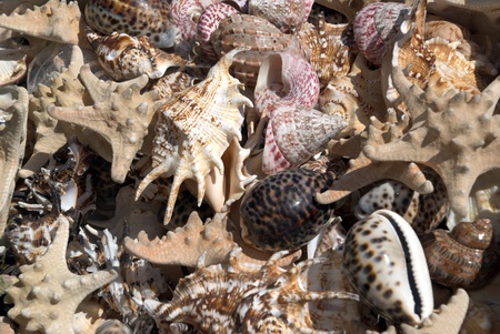 heap of different seashell as backgroundの写真素材