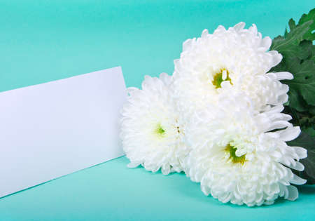 three white chrysanthemums and postcard on green backgroundの写真素材