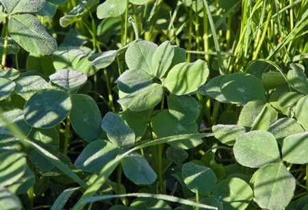 grass with dew in morning forestの写真素材