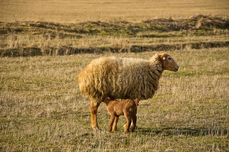sheep and lamb in pasture at autumnの写真素材