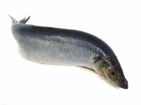 one herring on white background