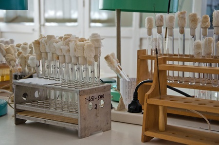 test-tube with plant material in laboratoryのeditorial素材