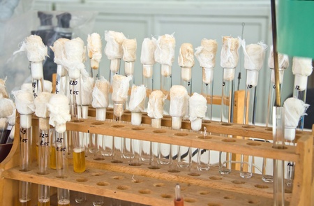 test-tube with plant material in laboratoryのeditorial素材