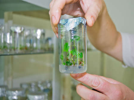 cutting grapes in vitro in the hands of the assistantのeditorial素材