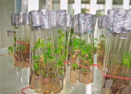 cutting grapes in vitro in the laboratoryのeditorial素材