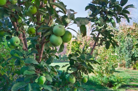 apple at tree in garden 