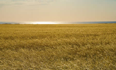 field and sea at summer sunsetの写真素材