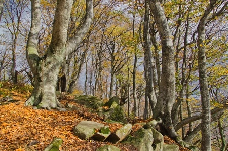 autumn forest and stones