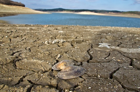 crack in dry soil with shells at droughtの写真素材
