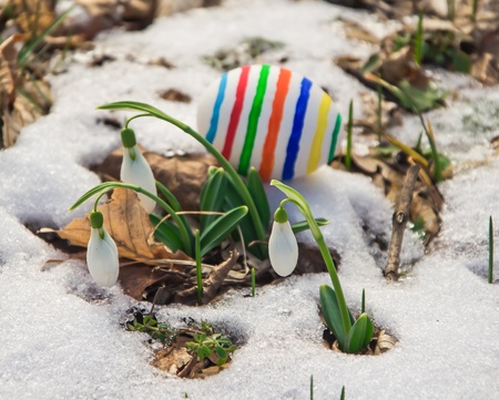 Easter Eggs with snowdrops in spring forestの写真素材