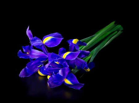 bouquet of iris in dark on black backgroundの写真素材
