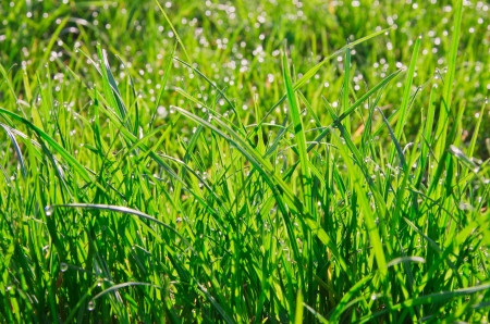 grass with dew in morning forestの写真素材
